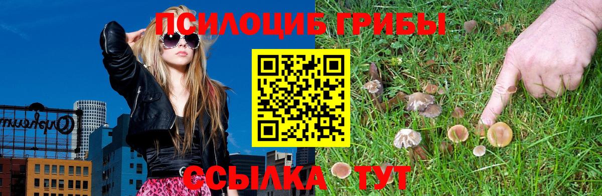 где купить наркотик  Алушта  Галлюциногенные грибы MAGIC MUSHROOMS 