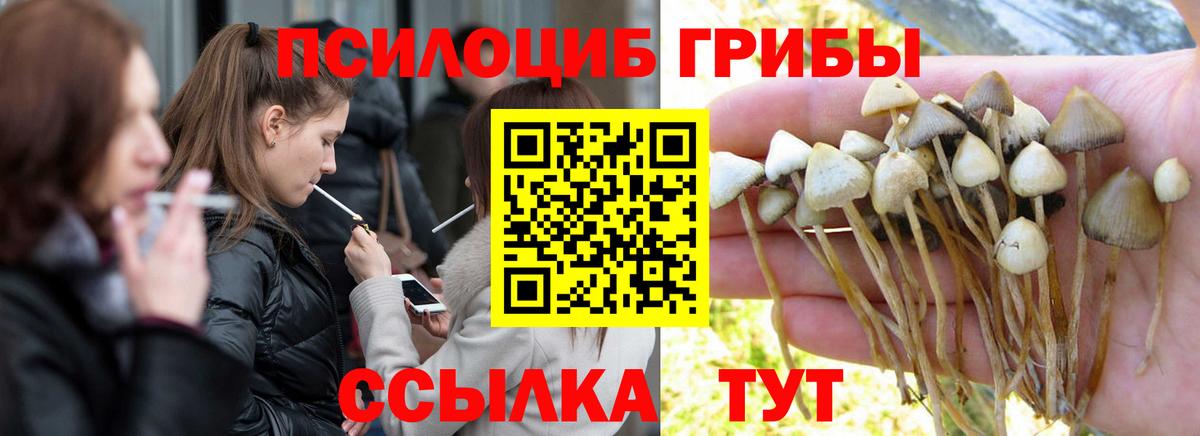 купить закладку  Вход с VPN  Псилоцибиновые грибы Magic Shrooms  Алушта  Псилоцибиновые грибы Cubensis 